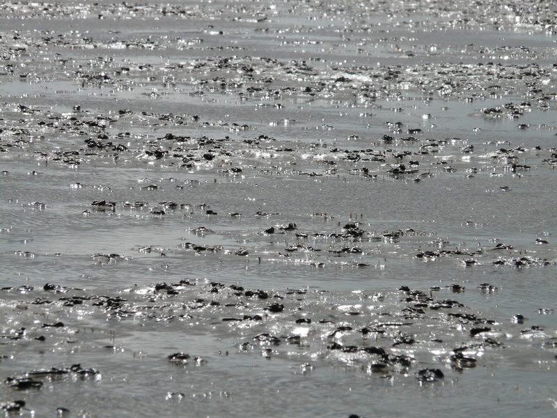 animal, animals in the wild, intertidal zone, scenics - nature, beach, sand watt, Wadden Sea, group of animals, water, back light, 2K, vertebrate, low tide
