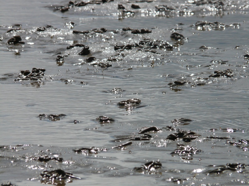 wadden sea, watt worm pile, water, intertidal zone, waterfront, large group of animals, swimming, bird, animals in the wild, sand watt, north sea, back light