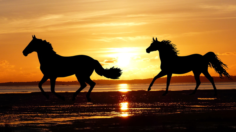 one animal, lens flare, sand, tide, twilight, vertebrate, sky, side view, livestock, nature, herbivorous, orange color, 4K, wild, beach, animal wildlife