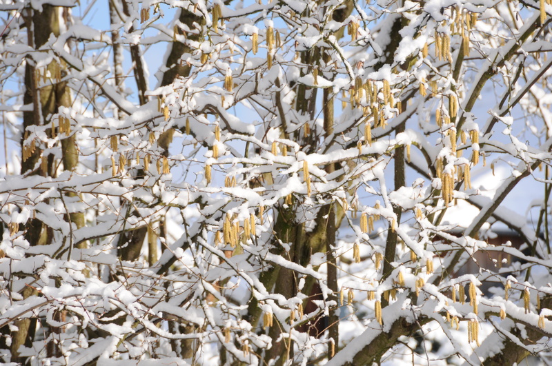 hazelnut, icicle, optimism, tree, plant, pollen, seasons, spring, no people, full frame, cold, abundance, tranquility, wintry, hazel, outdoors, hope, 4K