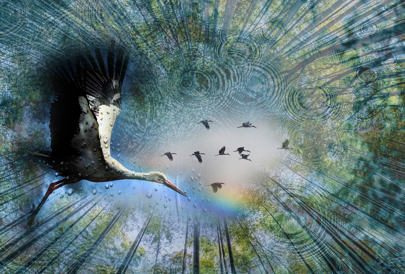vertebrate, trees, tree, animal wildlife, beauty in nature, animal themes, animal, joy, clouds, landscape, outdoors, sky, day, underwater, bird, 4K, reflection
