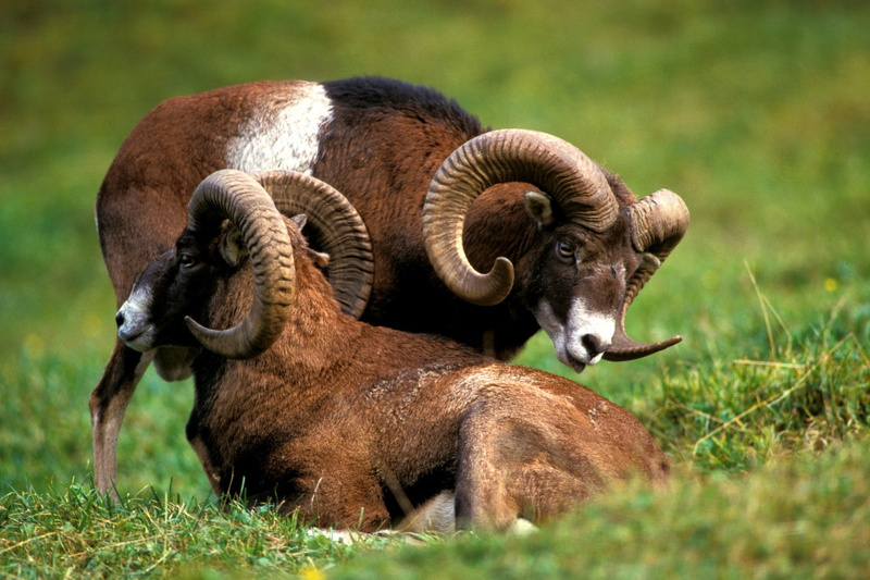 Animal, Bighorn Sheep, 1080P
