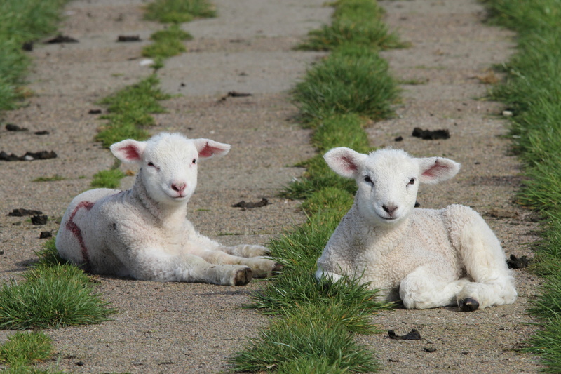 dike sheep, herbivorous, animals, young animal, easter sheep, portrait, day, looking at camera, 5K, lamb, pets, deichschaf, cute, vertebrate, white, animal family