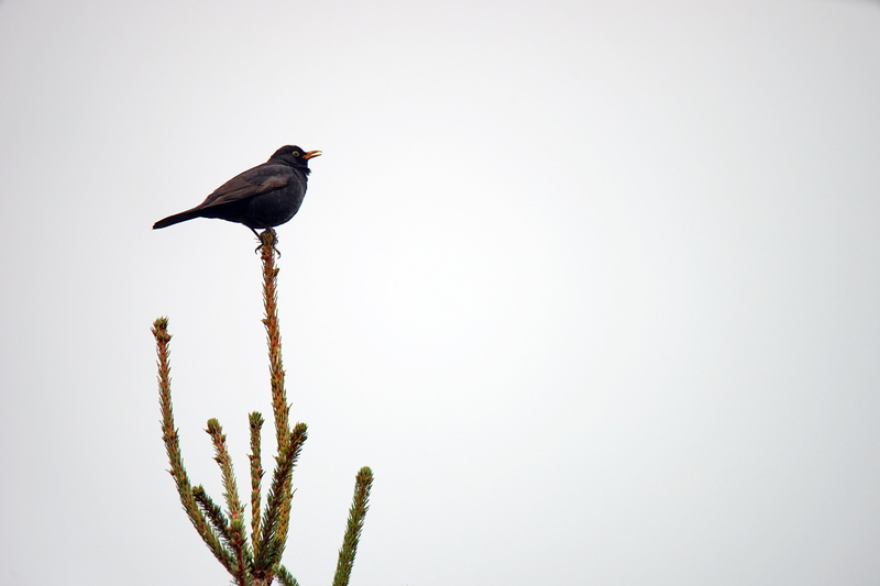 animals in the wild, animals, animal themes, animal, beak, feathers, side view, copy space, nature, day, beauty in nature, 5K, bird, clear sky, gray, tree