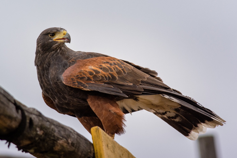 hawk - bird, bird of prey, animal, branch, close, one animal, zoo, animal themes, low angle view, eagle - bird, bird, birds, standing, outdoors, nature