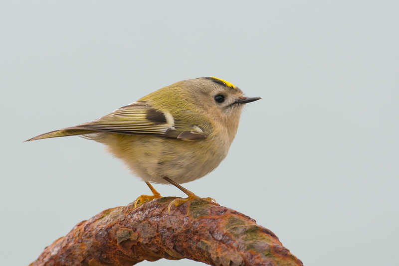 perching, close-up, songbird, yellow, migratory bird, helgoland, nature, profile view, full length, black, daytime, bird, one animal, vertebrate, animal wildlife