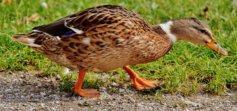 plumage, mallard, 5K, duck, feather, bird, outdoors, side view, shot, land, day, one animal, full length, beak, water, poultry, wildlife photography, animals in the wild
