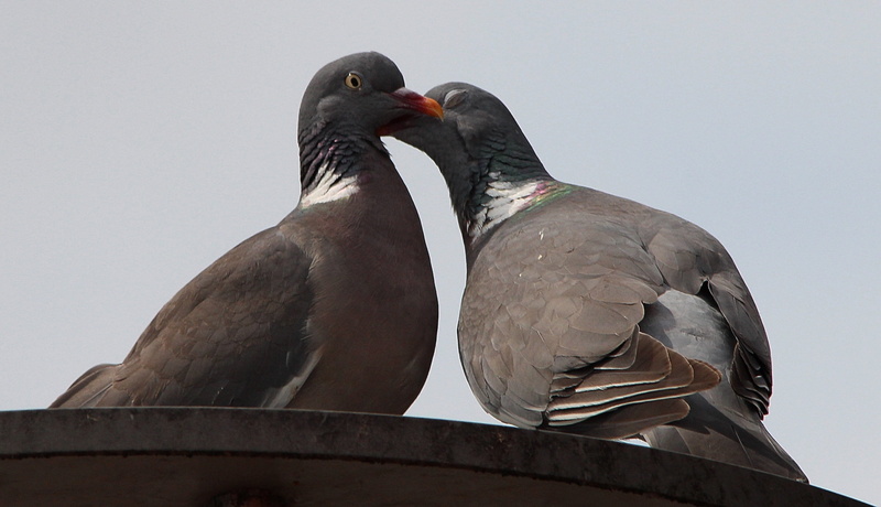 pigeon pair, animals in the wild, turtle dove, perching, bird, animals, columbiformes, pigeons, pigeon, 2K, group of animals, outdoors, animal, two, perched