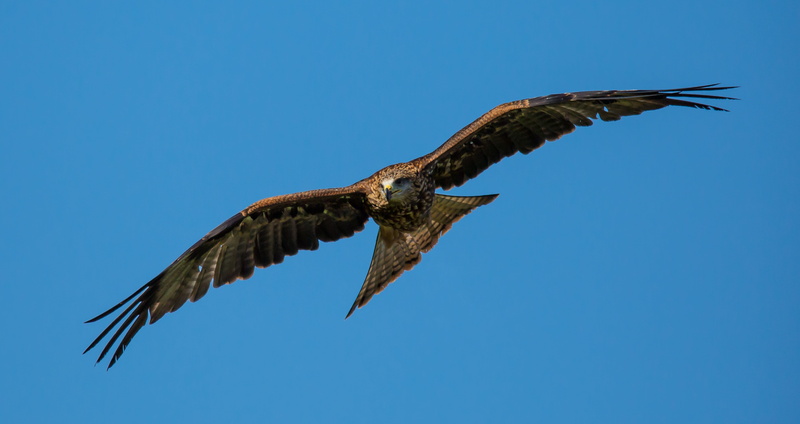 animal body part, blue, animal, spread wings, prey, animal wildlife, wild, feather, nature, one animal, bird, 5K, mid-air, vertebrate, predator, flying