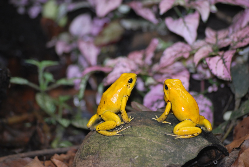 reptile, toads, wild, vertebrate, iguana, nature, frog, yellow, day, toxic, animal themes, amphibian, animals in the wild, 4K, lizard, close-up, outdoors