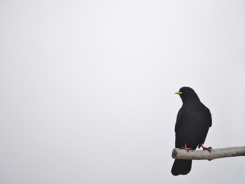 lonely, copy space, nature, bird, jackdaw, look, branch, 4K, habitat, zoology, black color, pigeon, tree, sky, white background, one animal, animals in the wild