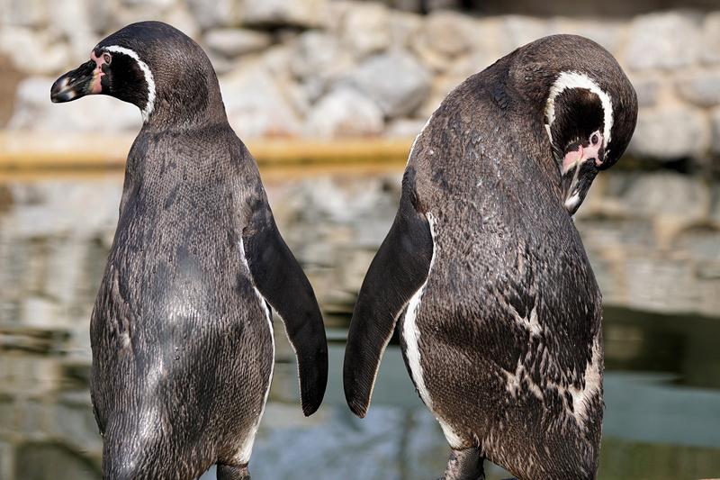 nature, water, animal world, sababurg castle, standing, penguins, 4K, outdoors, two, water bird, mouth open, two animals, focus on foreground, zoo, daytime