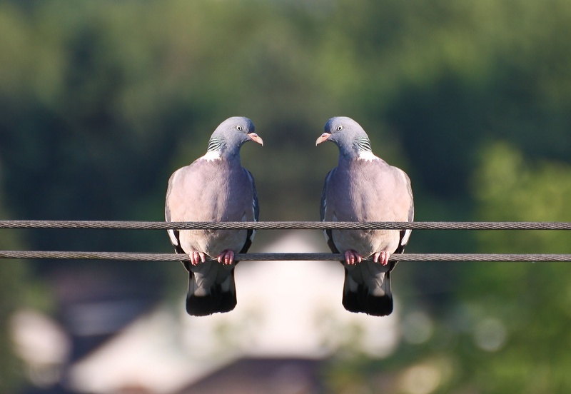 branch, poultry, day, tree, bill, bird, two animals, outdoors, focus on foreground, birds, love, metal, wildlife, two, daytime, pigeon, grey, pigeons, dove - Bird