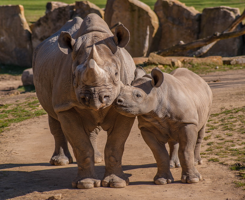 animals in the wild, nature, group of animals, sunlight, full length, animal, africa, two animals, day, vertebrate, standing, outdoors, 2K, rhinos, mammal