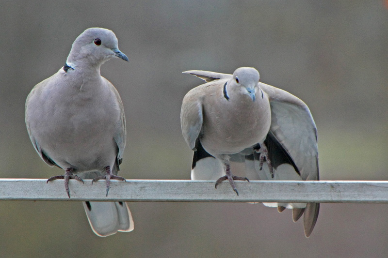 no people, outdoors, full length, bird, mourning dove, winter, perching, care, nature, two animals, animals in the wild, 2K, dove - bird, animal wildlife