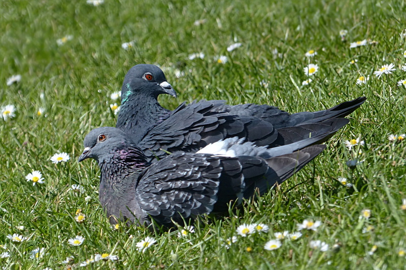 land, daytime, grass area, plant, black, couple, grass, fera columbae offeret, wild pigeon, animal wildlife, no people, dove, day, field, pigeons, animal