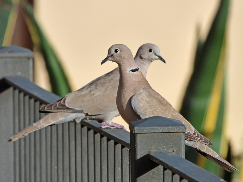 outdoors, animal wildlife, two, day, bird, dove - bird, rail, nature, one animal, animal themes, couple, perching, animals in the wild, daytime, turtledoves