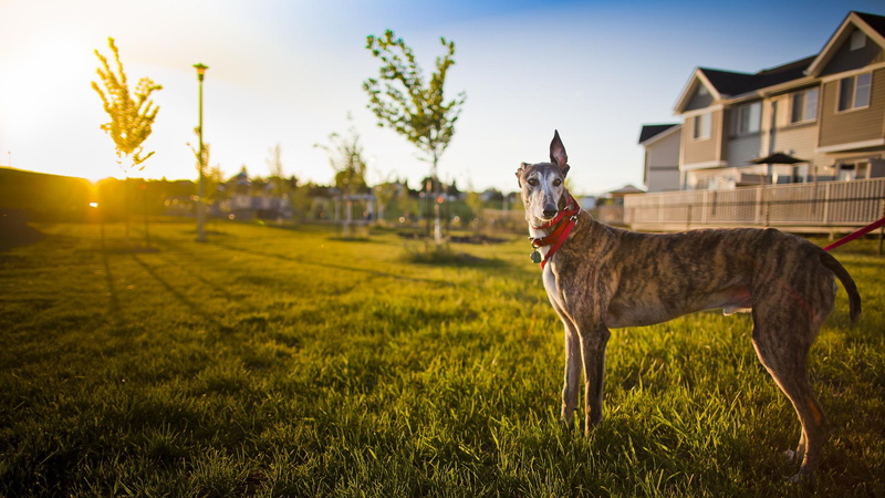 animals, watching, dogs, property, 1080P, animal, watch
