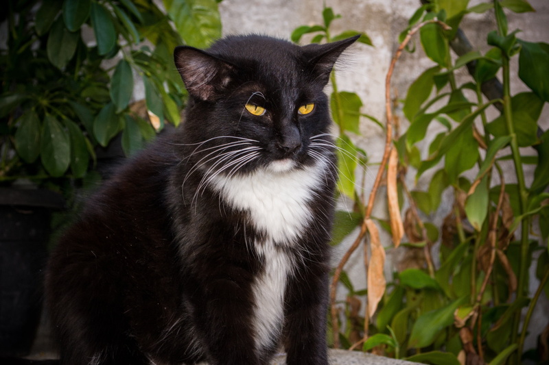 sitting, brooding, portrait, kitten, pets, 4K, domestic Animals, close-up, growth, outdoors, mammal, looking, animal themes, green Color, cute, animal