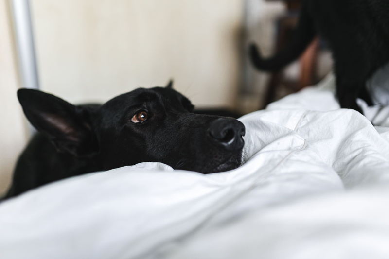 animal head, black, purebred Dog, indoors, lying Down, mammal, one animal, black color, care, animal, relaxation, pet, domestic Animals, cute, furniture