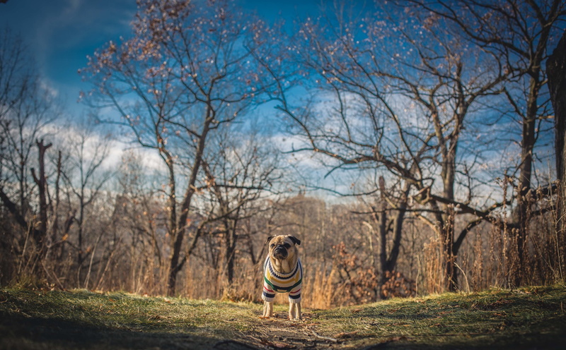 standing, leisure activity, casual clothing, Nature, Trees, Toronto, tree, Pets, day, pug, real people, pugbreed, Dressed, plant, adult, Walking, mammal