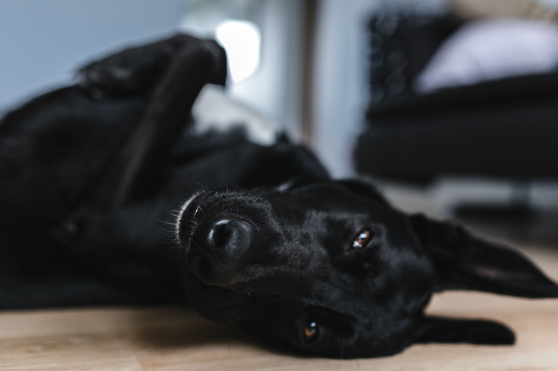 portrait, domestic room, Adorable, animal, lying down, black dog, small, domestic animals, canine, relaxation, 2K, mammal, black Color, animal head, pets
