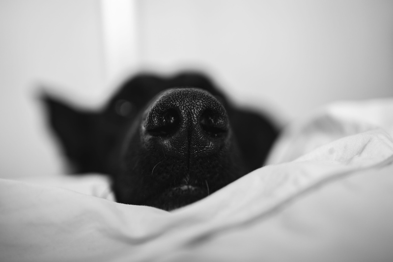 domestic Animals, black, canine, pet, pets, 4K, animal head, no people, animal body part, mammal, animal, Adorable, cute, black dog, domestic, puppy, dog