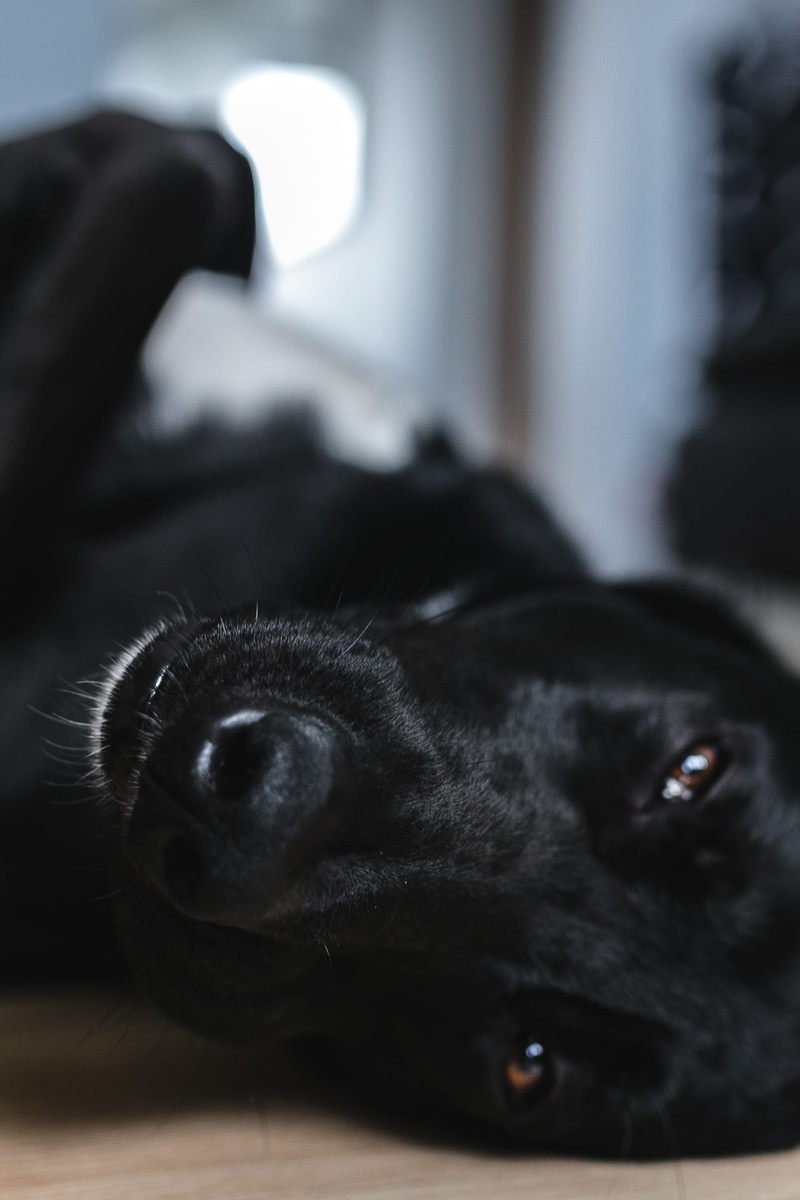 pets, black dog, one animal, Adorable, black Color, animal themes, animal head, cute, black, domestic animals, animal mouth, canine, looking at camera