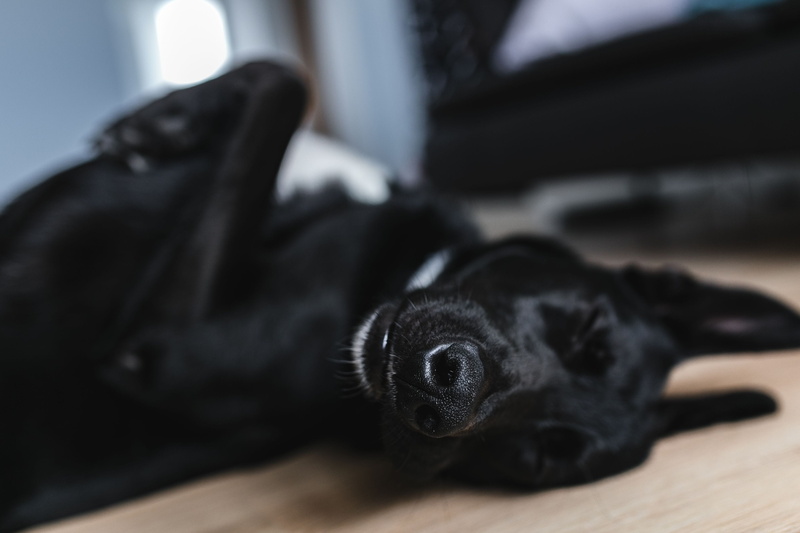 domestic, black, resting, lap dog, dog, sleeping, black color, furniture, portrait, puppy, pet, 2K, mammal, pets, animal themes, indoors, purebred Dog