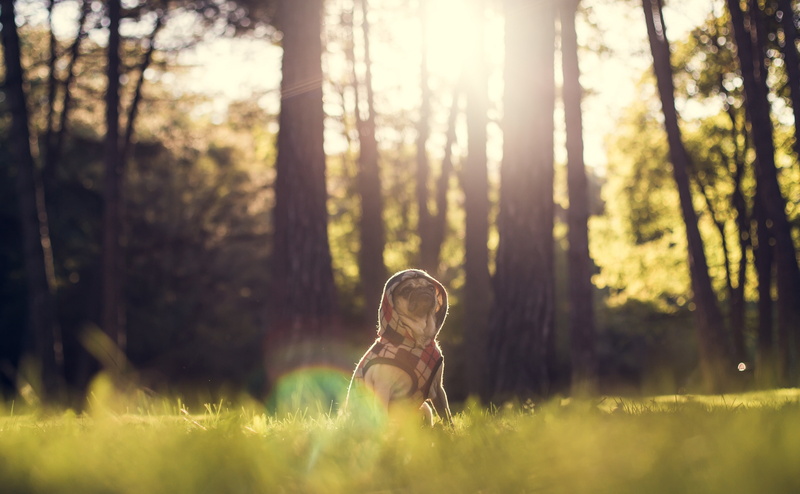 Toronto, Relax, Cute, land, Forest, Animals, highpark, bokeh, pug, green color, tree, nature, Pets, pugbreed, Company, selective focus, one person, grass