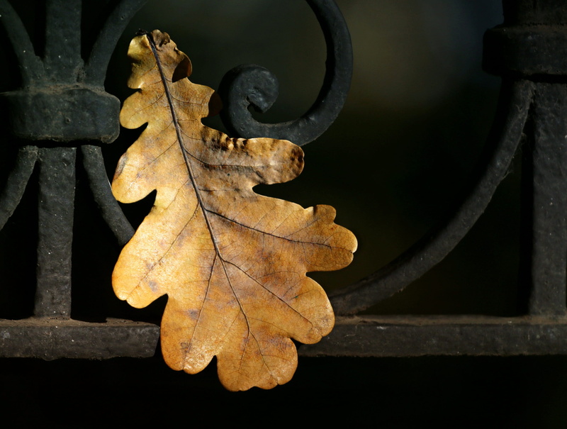 power, decline, close-up, plant part, old, outdoors, deterioration, black, oak leaf, rusty, black metal, nature, indoors, leaf, top, metal, design, fortress