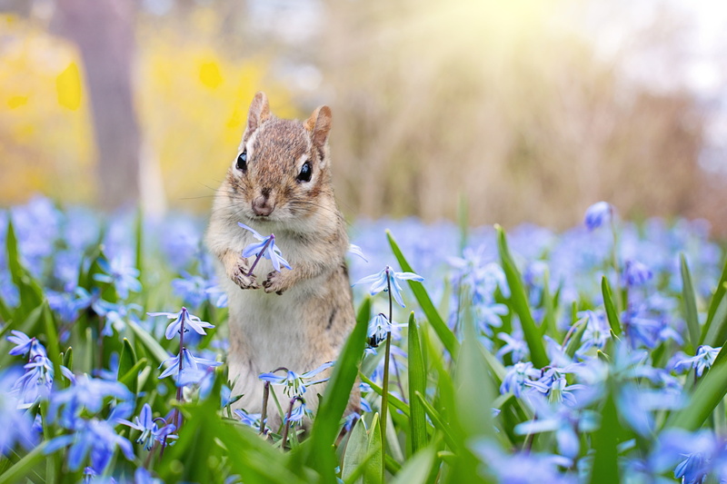 grass, blue, animals in the wild, day, freshness, no people, chipmunk, outdoors, brown, pets, looking at camera, cute, flower, one animal, furry, flowering plant