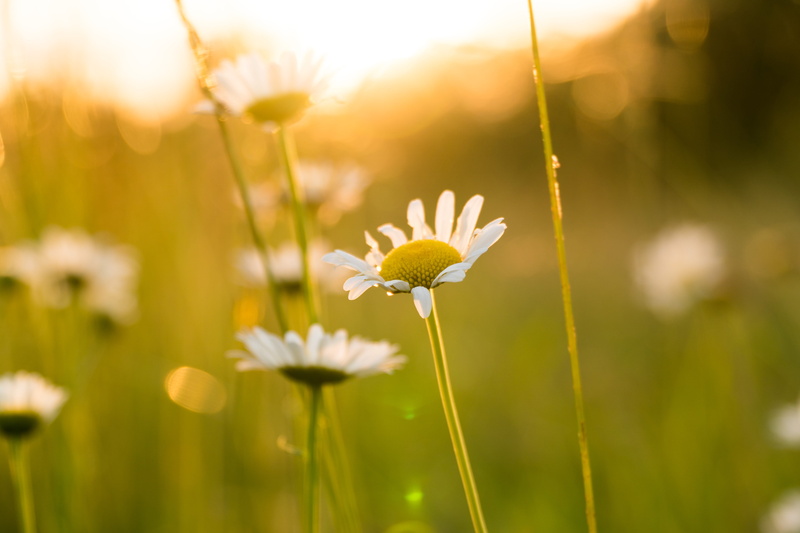 chamomile Plant, sunlight, inflorescence, in bloom, sunset, depth, land, petal, summer, yellow, wildflower, flower head, growth, daisy, plant stem, rural Scene