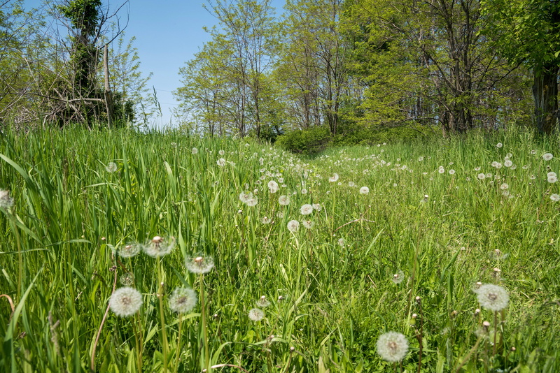 grass, non-urban scene, swamp, tree, tranquility, flowering plant, dandelion, summer, landscape, wisconsin, flower, day, nature, 5K, public domain, photos
