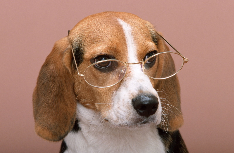 eyeglasses, glasses, animal, 2K, humor, wise dog, portrait, tri, domestic, animal body part, dog, close-up, adult, indoors, canine, colored background