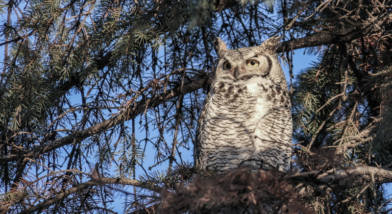 animal head, looking, owl, squirrel, 4K, animal wildlife, animals in the wild, plant, one animal, animal, whisker, wide eyes, vertebrate, tree, branch