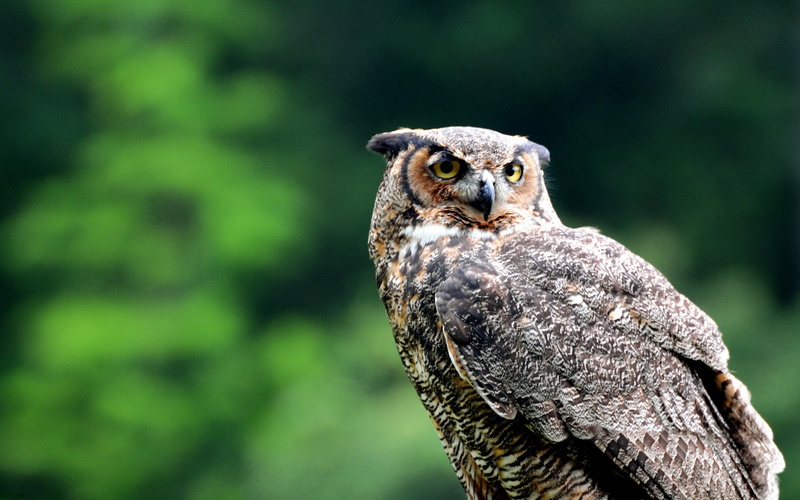 outdoors, animal themes, close-up, one animal, profile view, animals in the wild, animal wildlife, wise, no people, bird of prey, 2K, vertebrate, owl