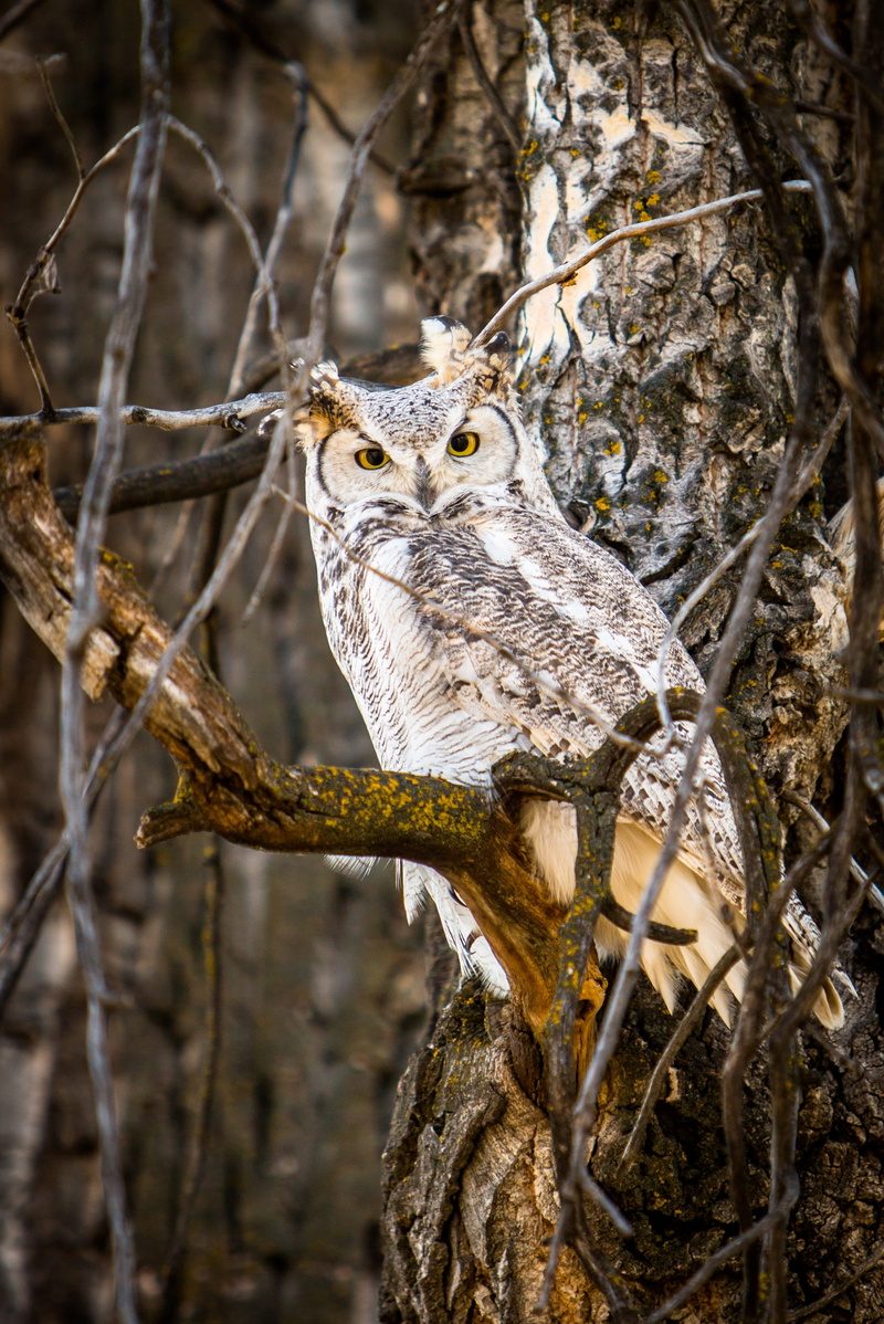 animal wildlife, no people, eyes on you, tree, focus on foreground, strong, outdoors, animal, predator, feathered, animals in the wild, portrait, forest