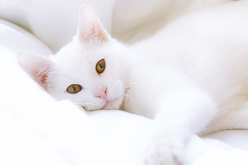 adorable, 480P, animals, Sweet, cute, white, cat, cats, art, hd, kitty, relaxing