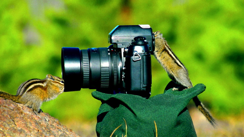 forest, animals, camera, 1080P, chipmunks, assistants, mischievousness