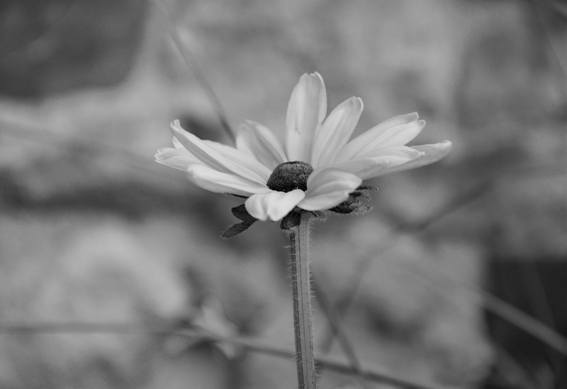 commitment, growth, tenderness, day, no people, pollen, plant, close-up, freshness, sepal, flower, nature, fragility, 5K, photo black white, outdoors