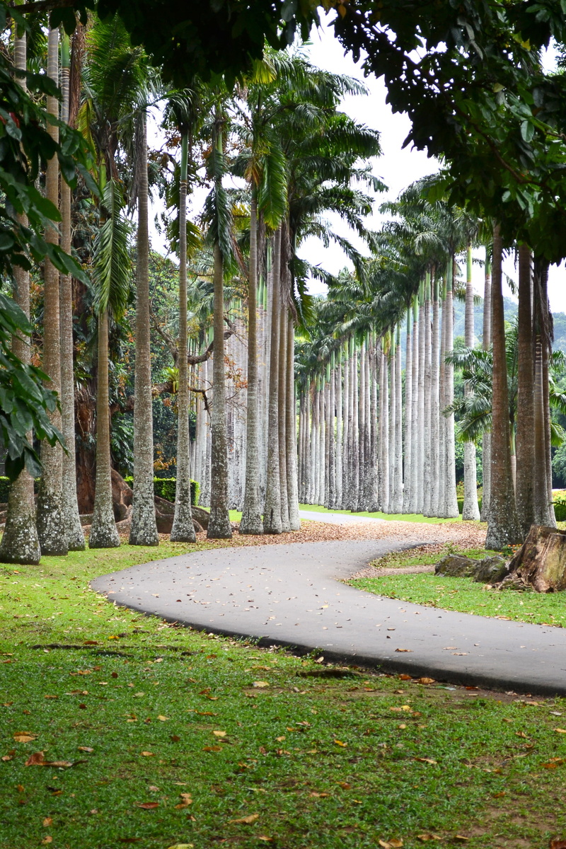 outdoors, sri lanka, park, trees, architectural column, leading line, trunk, peradeniya, land, no people, direction, architecture, mawanella, growth, plant