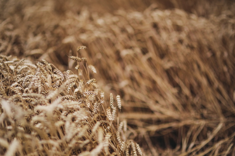 crop, summer, day, land, landscape, rural scene, cereal plant, field, plant, nature, tranquility, growth, beauty in nature, gold, close-up, backgrounds