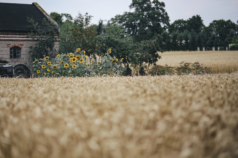 tree, landscape, crop, Golden grain, tranquility, land, environment, wheat, no People, gold, growth, nature, beauty in nature, agriculture, flower, plant