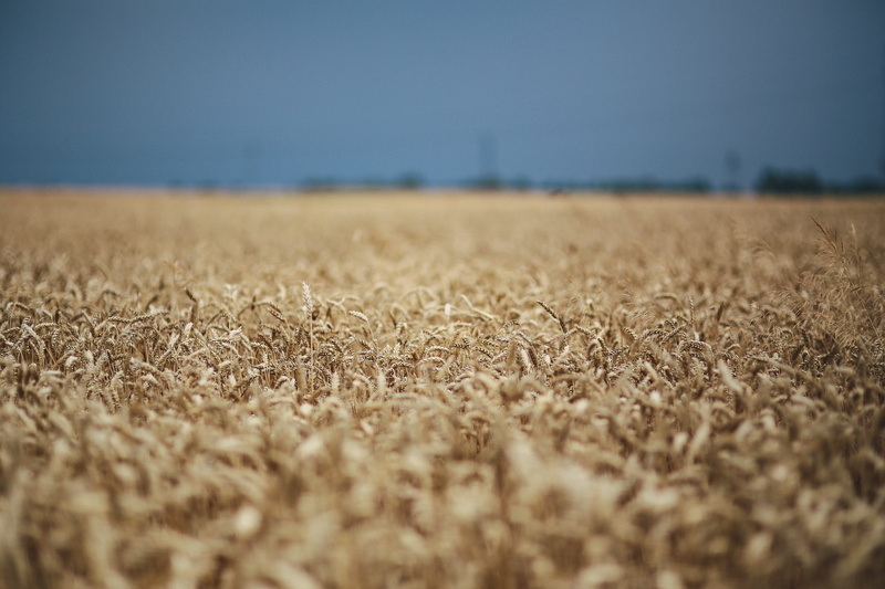 no people, countryside, plant, cereal plant, farm, selective focus, crop, growth, 5K, land, field, tranquil scene, rural scene, landscape, tranquility
