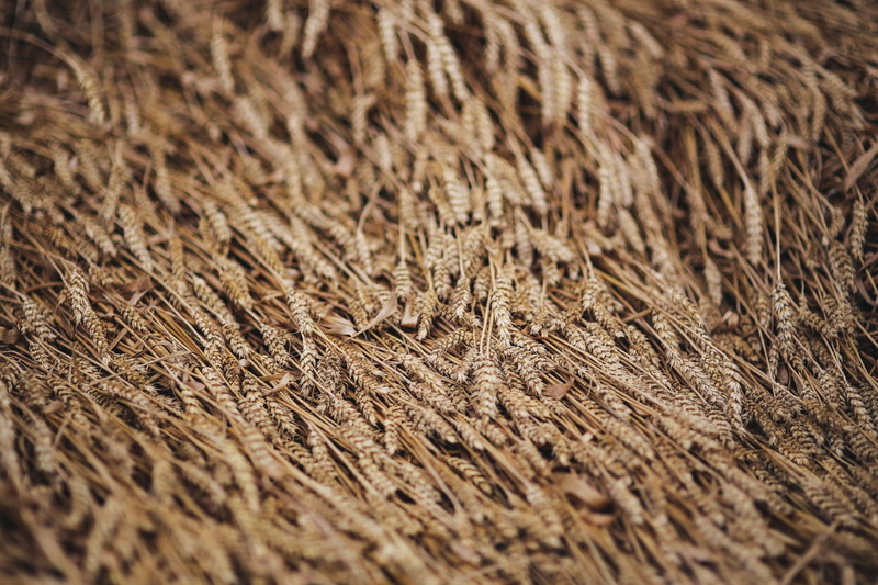 grain, brown, plant, tranquility, macro, pattern, textured, day, landscape, hay, farm, 5K, nature, straw, rural Scene, crop, wheat, field, land, golden