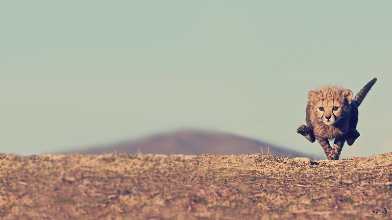hd, cheetahs, cheetah, little, animals, 1080P