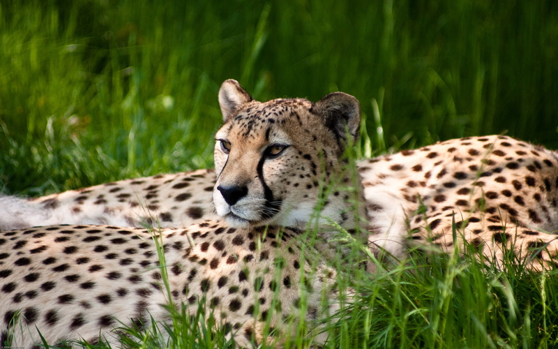 hd, 1080P, animals, cheetah, two, leopard, animal, cheetahs