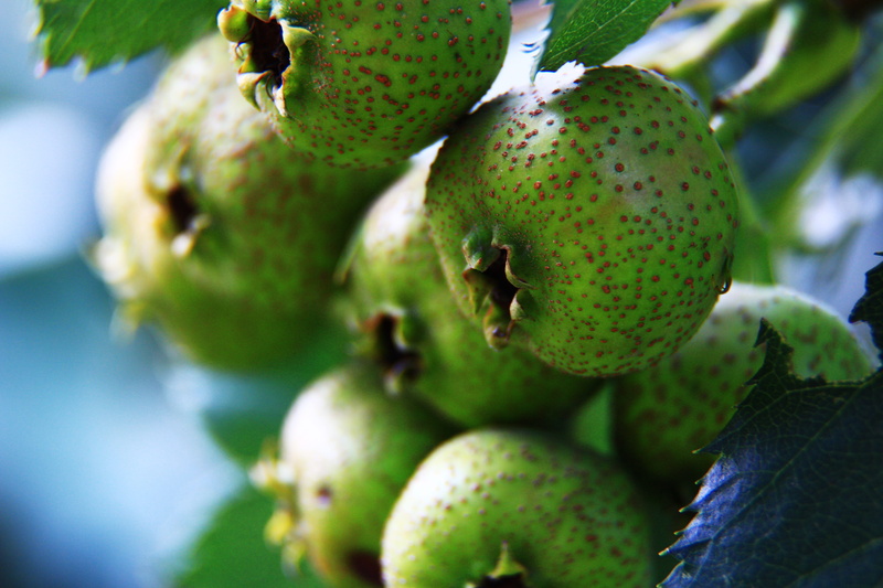 food, green, exotic, growth, day, organic, wellbeing, healthy eating, leaf, freshness, 5K, gain, green color, close-up, hawthorn, ripe, food and drink
