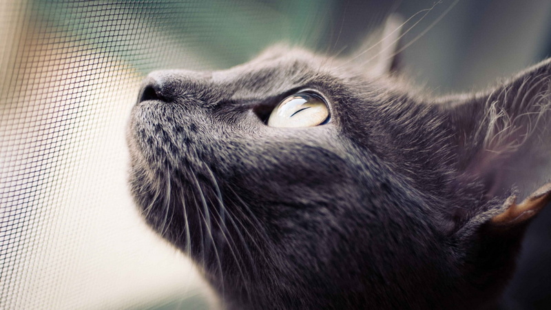 eyes, macro, nets, cat, closeup, animals, 1080P, 2048x1152
